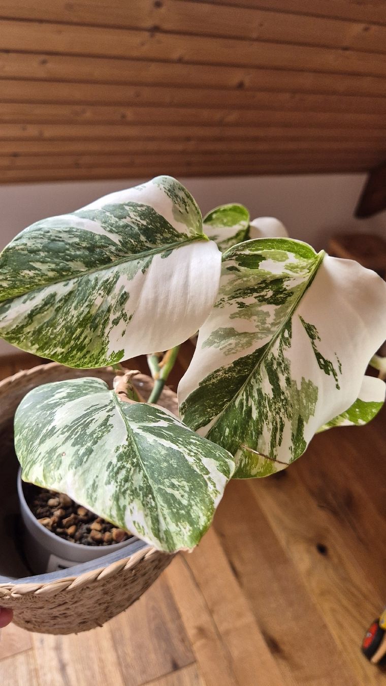 Piante & sementi: Monstera Albo Variegata Pflanze – Nuovo (secondo la descrizione) da Horgenberg venduto da callmeloco 4