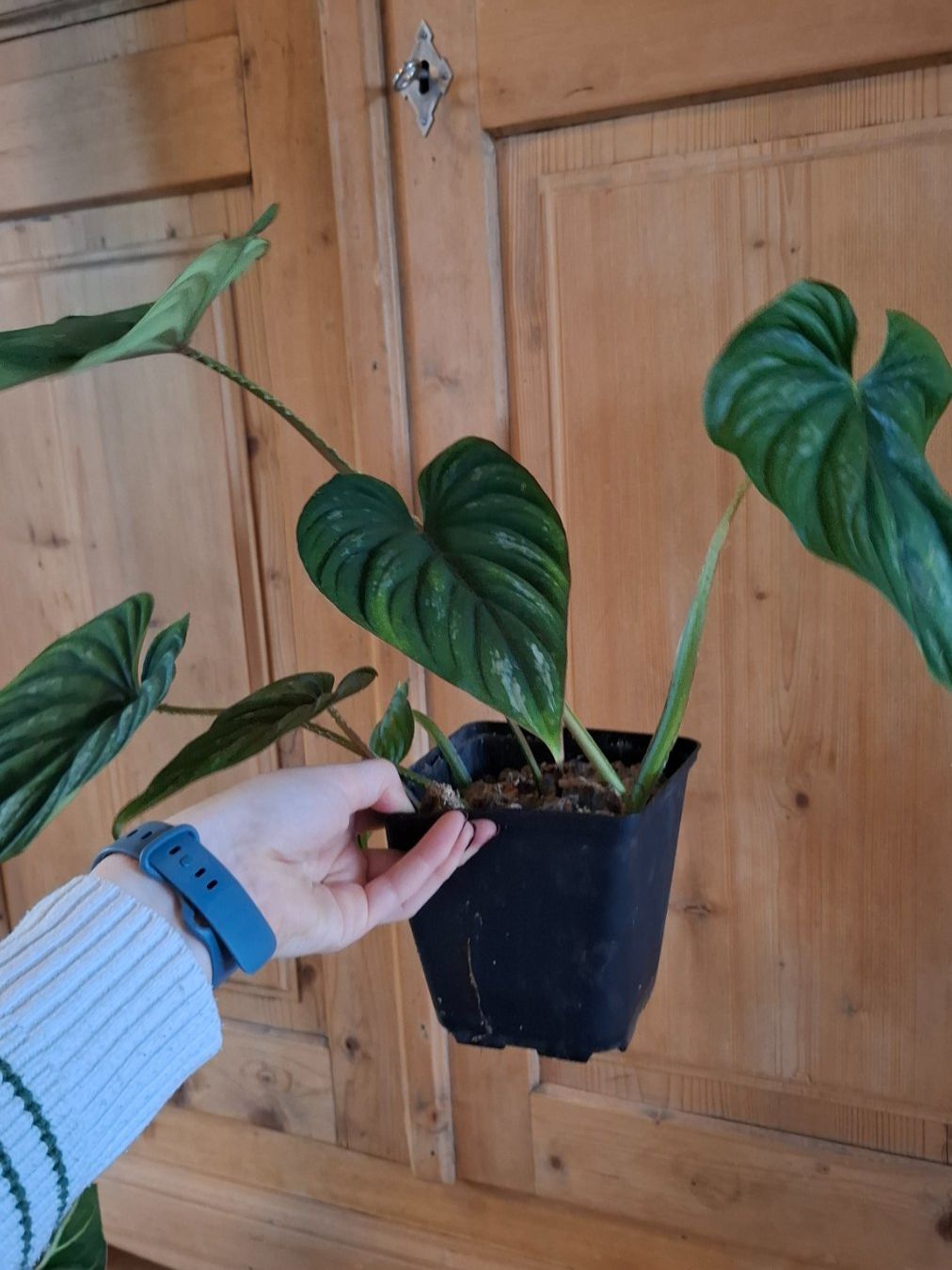 Piante & sementi: Philodendron Plowmanii – Usato da Hausen AG venduto da Pflaenzlioase 1