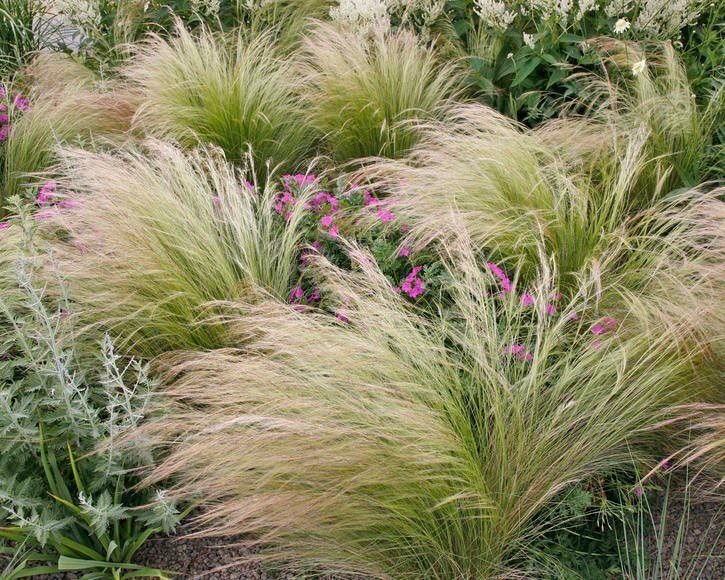 Bloomique – Set Di 6 Stipa Tenuissima Ponytails – Pianta Erbacea Ornamentale Perenne Con Foglie A Piuma, Altezza 10-20 Cm, Vaso 9 Cm, Resistente E Facile Da Curare