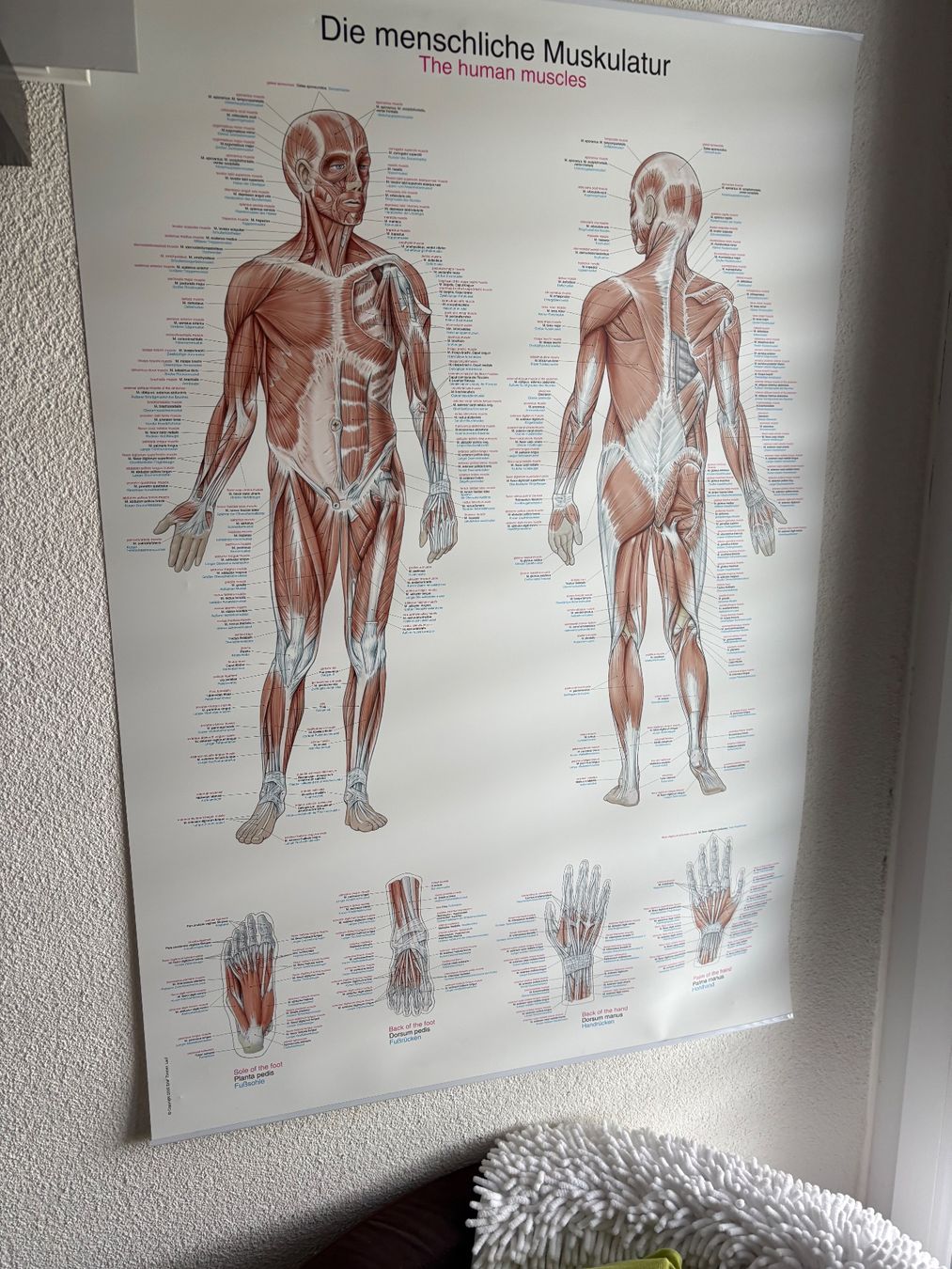 Lettini & sedie per cosmetici: Stabile Massageliege mit div. Zubehör – Usato da diessenhofen venduto da Liliana1
