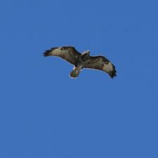 Profile image of Geminiout