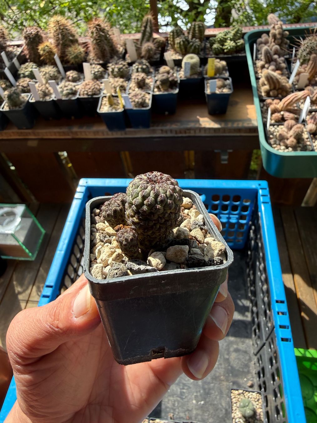 Piante & sementi: Sulcorebutia rauschii violett – Usato da Rorbas venduto da SimS0n 5