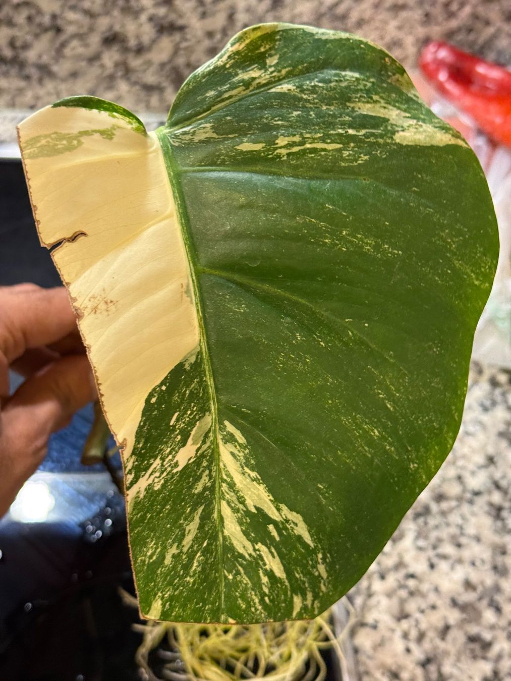 Piante & sementi: Monstera Variegata Steckling von einer Half-Moon-Mutterpflan – Usato da Mendrisio venduto da MonsteraLovers 6