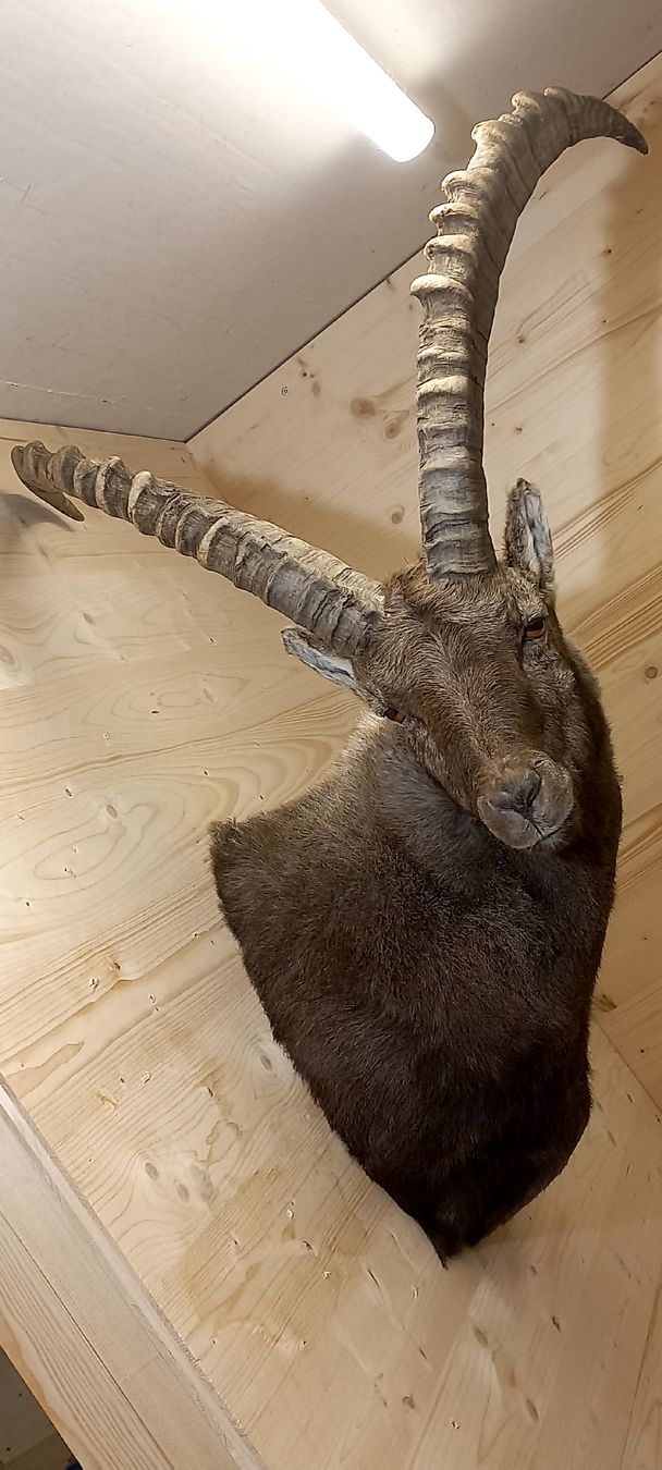 Welt der Tiere: Steinbock – Neu (gemäss Beschreibung) aus Mollis von Resel1985 6