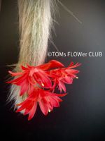 Cleistocactus Colademononis - Affenschwanzkaktus rot blühend