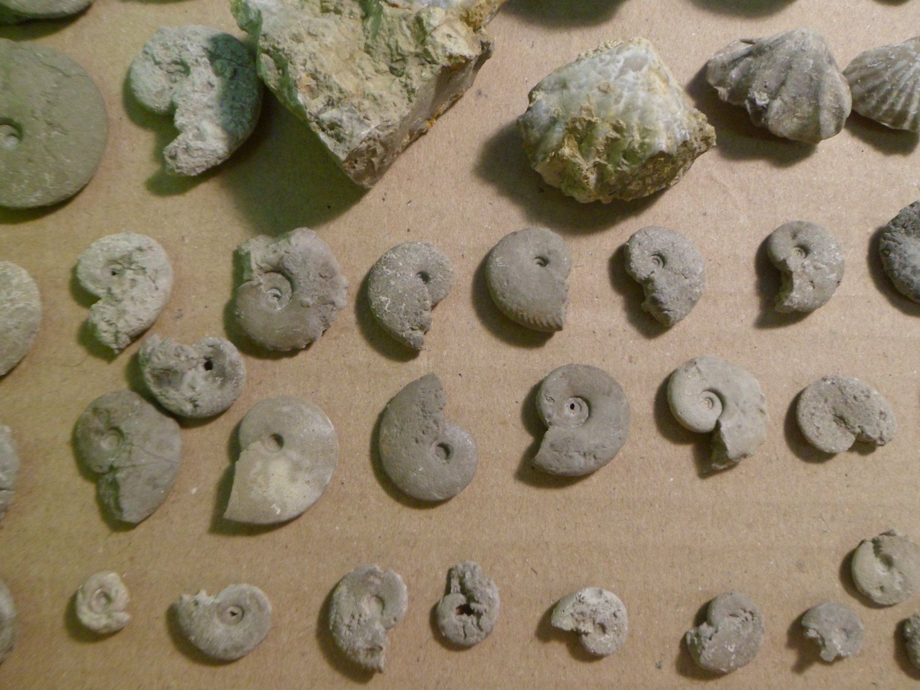 Fossili: Fossilien Sammlung Schweiz – Usato da Affoltern am Albis venduto da Fossil60 6