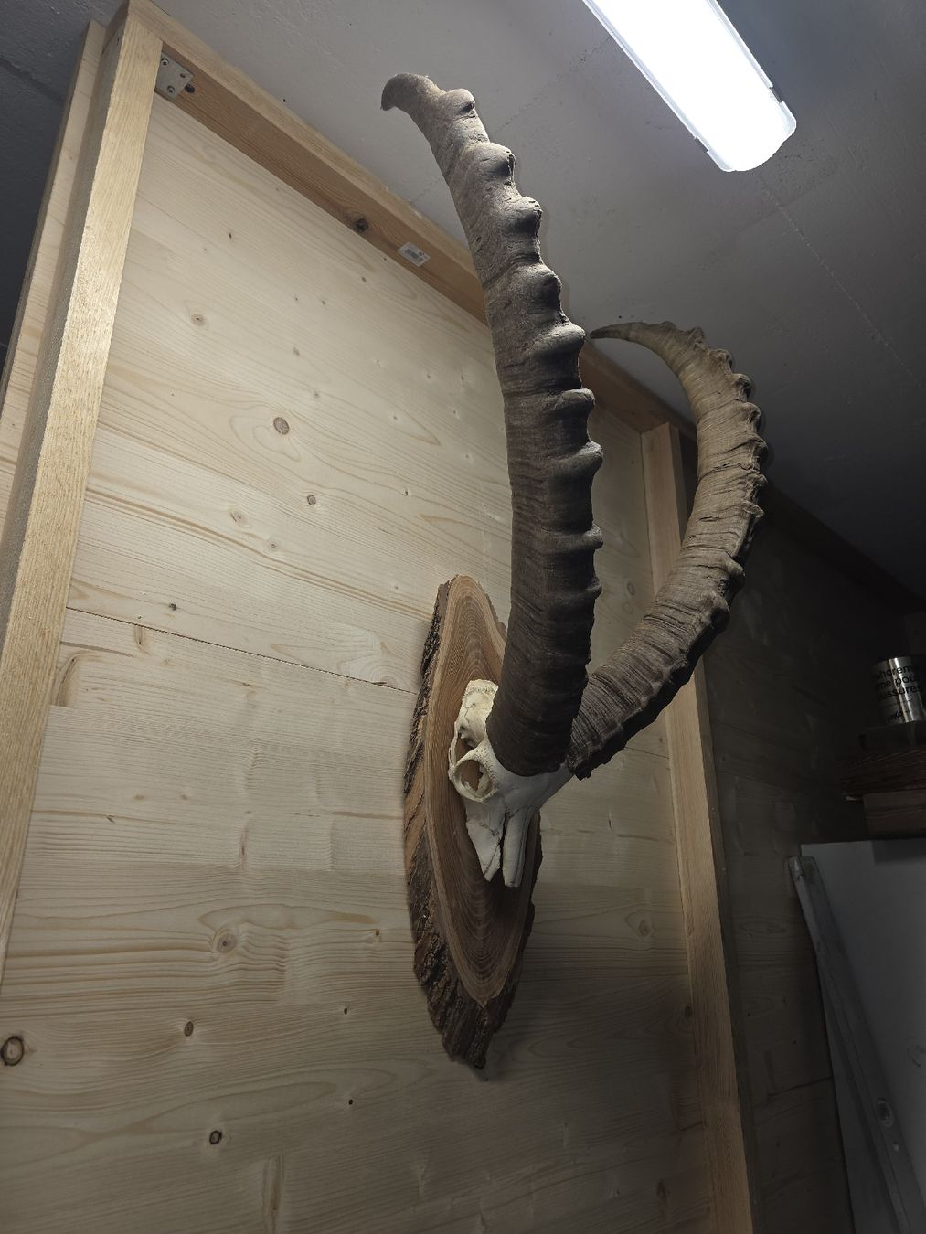 Altre raccolte & rarità: Steinbock aus Graubünden – Usato da Trimmis venduto da leonidas3 5