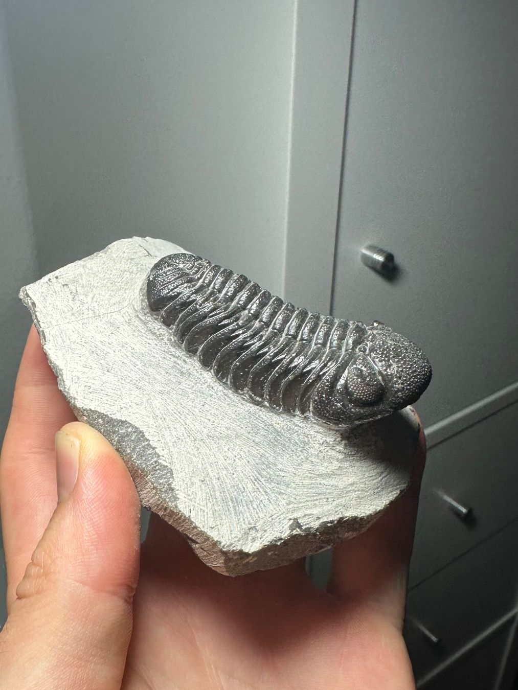 Fossili: Fossiler Trilobit - Phacops sp. – Usato da Lutzenberg venduto da CS65 1