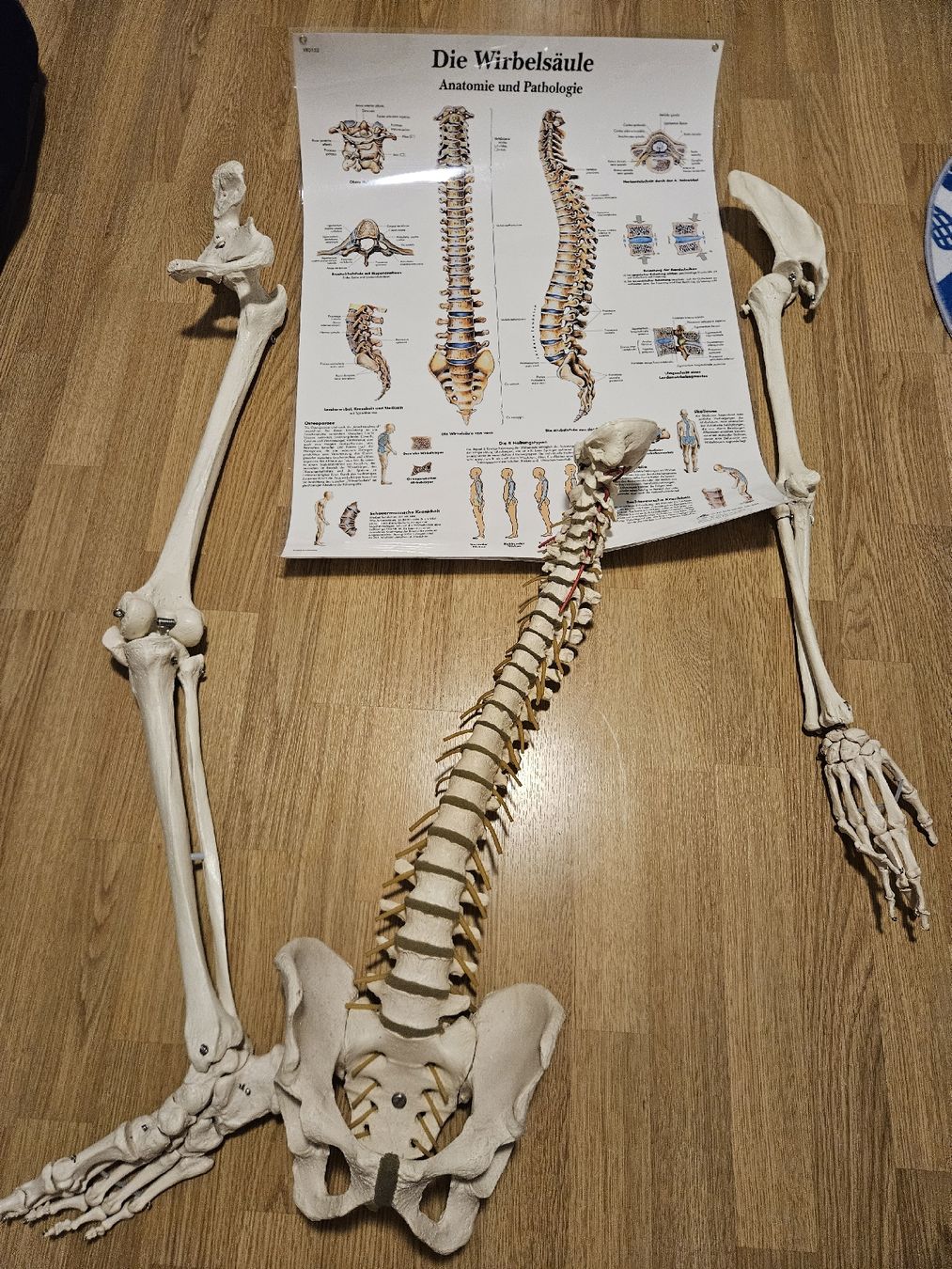Kit di modellismo & Modellini statici: anatomische skelett teile – Usato da Thörishaus venduto da rose1991 3