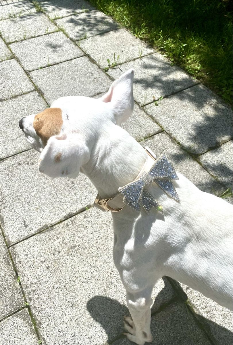 Dekobänder: Halsband mit Steinbesetzter Schleifen-Brosche – Neu (gemäss Beschreibung) aus Zollikon von ira008