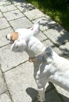 Halsband mit Steinbesetzter Schleifen-Brosche