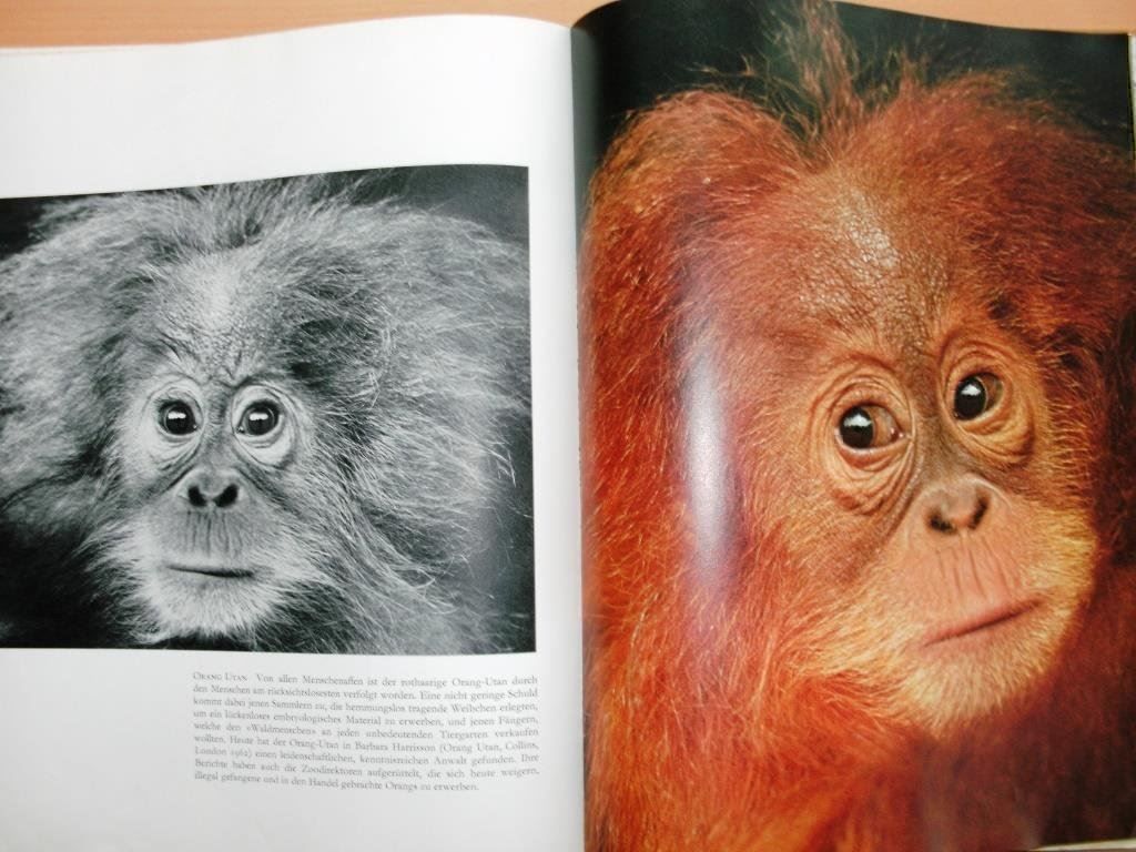 Libri: Im Zoo geboren - Bildband – Usato da Grenchen venduto da Kogi7 7