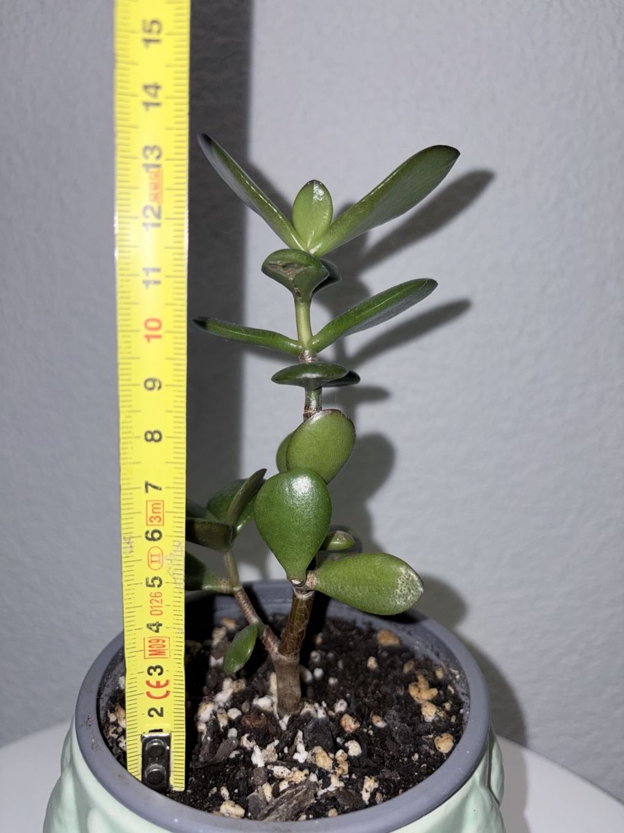 Pflanzen & Samen: Crassula ovata plant with ceramic cache pot – Gebraucht aus Kilchberg ZH von malibubeach 5