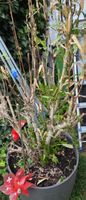 Grosse Oleanderpflanze für Garten, frisch zurückgeschnitten,