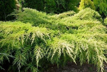 Piante & sementi: Genévrier 'Pfitzeriana Aurea'   20cm – Nuovo (secondo la descrizione) da Bremblens venduto da FIBONACCI369 1