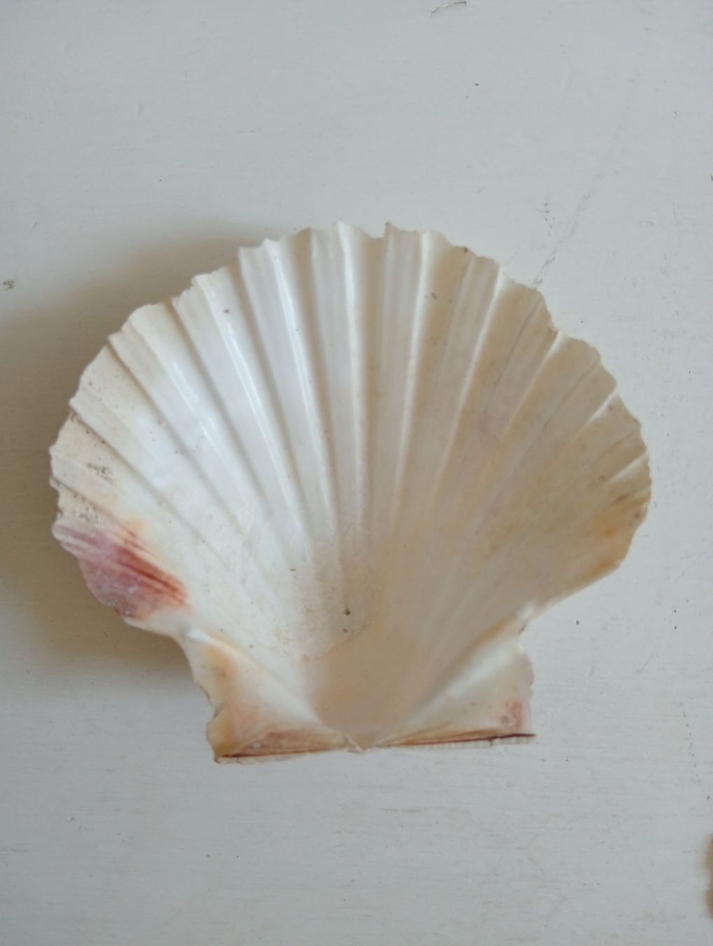 Tutte le decorazioni: Deko Jakobsmuscheln 9-10 cm  – Usato da Allschwil venduto da Evgeniia78 5