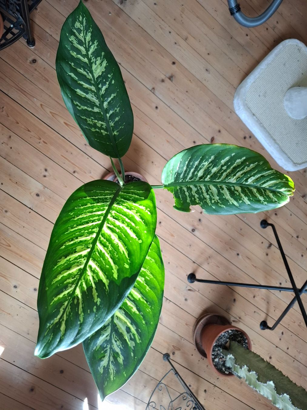 Piante & sementi: Pflanze Dieffenbachia – Usato da Zürich venduto da esap