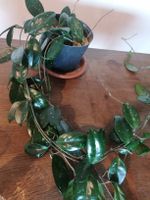Hoya Carnosa +100 cm