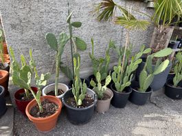 10 Stk. Feigenkaktus