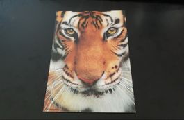 Neu: Tiger-Postkarte + glitzernden Schnurrhaaren 18x11.5 cm