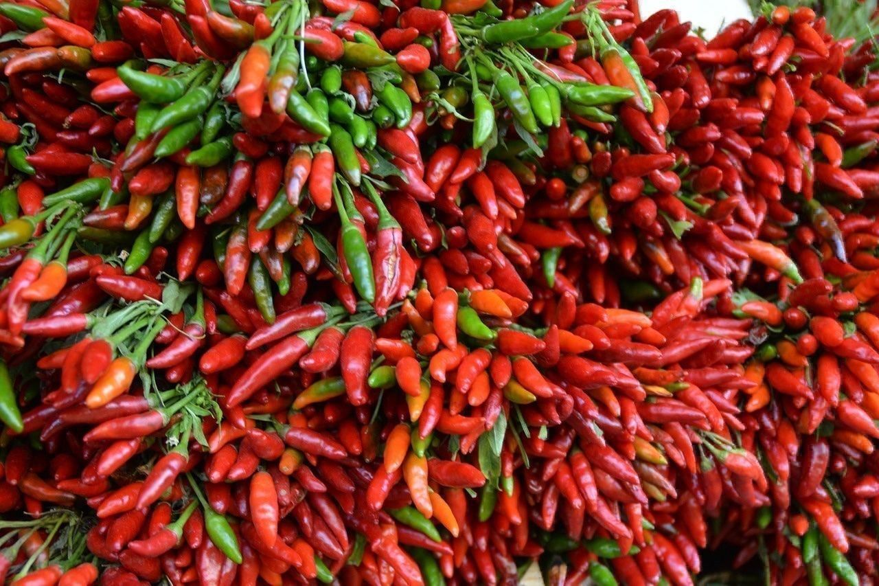 Pflanzen & Samen: 50 Samen ETNA Chili – Neu (gemäss Beschreibung) aus Ehrendingen von VerveinaSamen 1