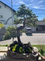traumhafter fichten(picea) bonsai