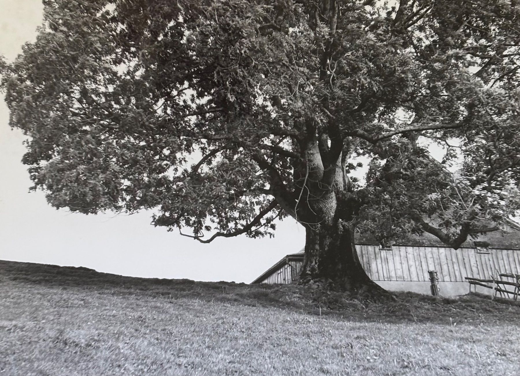 Ansichtskarten: Foto E. Grubenmann, Appenzell, prächtiger Baum, 13 x 18 cm – Gebraucht aus Frauenfeld von Merk52