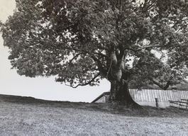 Foto E. Grubenmann, Appenzell, prächtiger Baum, 13 x 18 cm