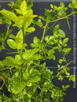 PONCIRUS TRIFOLIATA - die ikonische winterharte Bitterorange