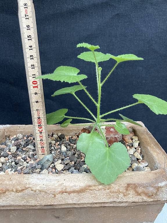 Piante & sementi: Caudex Dendrosicyos socotranus – Usato da Liestal venduto da PrebenZwei 3