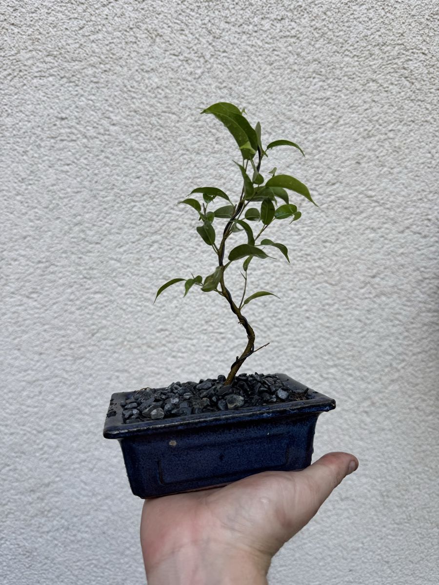 Piante & sementi: Kleiner Ficus Bonsai – Usato da Rümlang venduto da Gruseh.ch 5