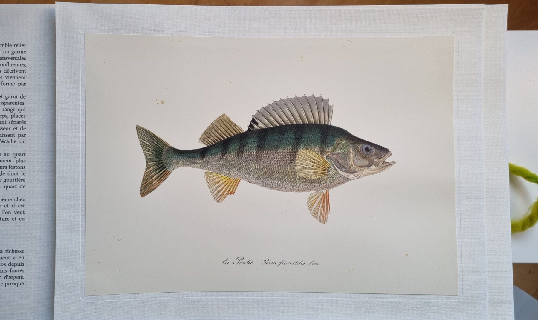 Libri: Poissons du Léman - Lithographies – Usato da La Tour-de-Peilz venduto da Nmuffin 2