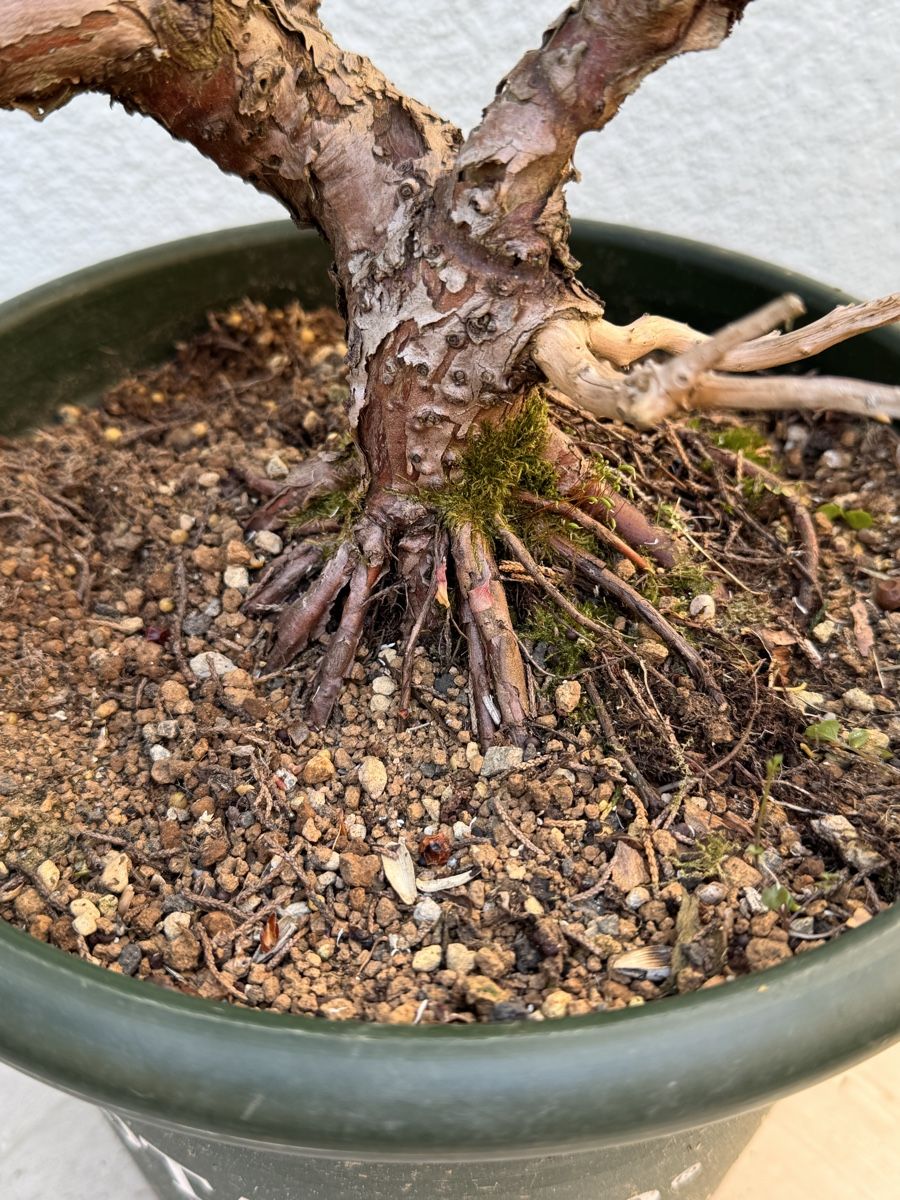Piante & sementi: Bonsai/Juniperus – Usato da Münchwilen TG venduto da baluzi3 2