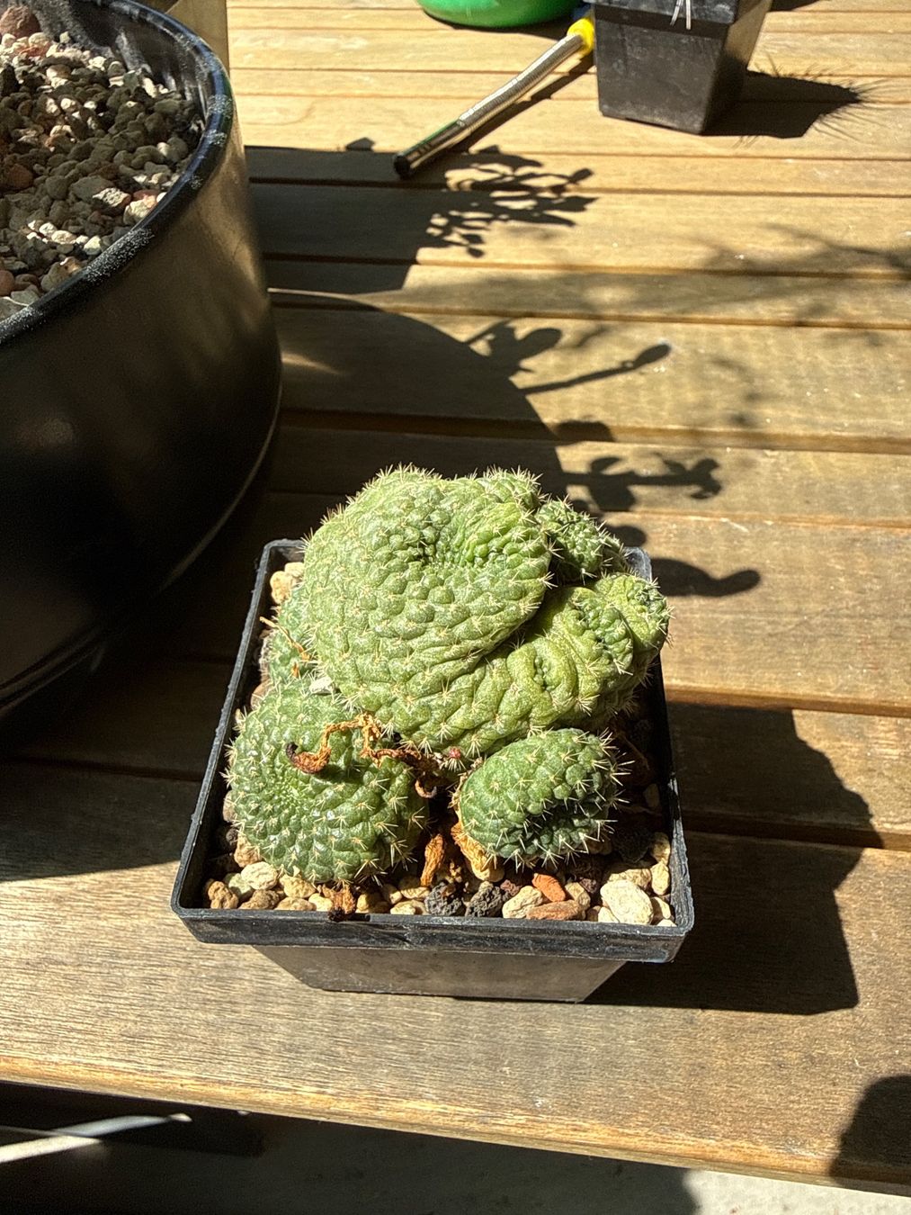 Piante & sementi: Rebutia – Usato da Rorbas venduto da SimS0n 3