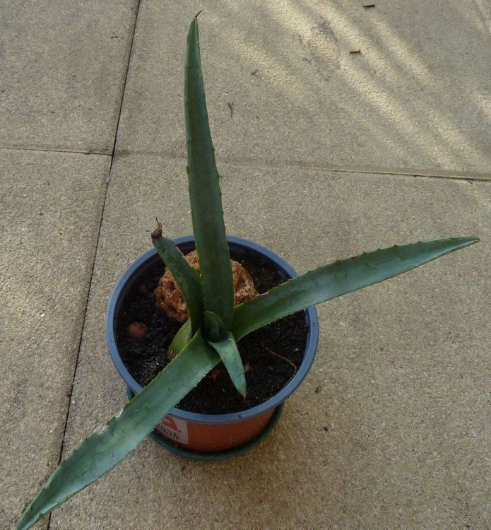 37+ Agave Pflanze Kaufen, Durchstöbern sie unsen agaven onlineshop
