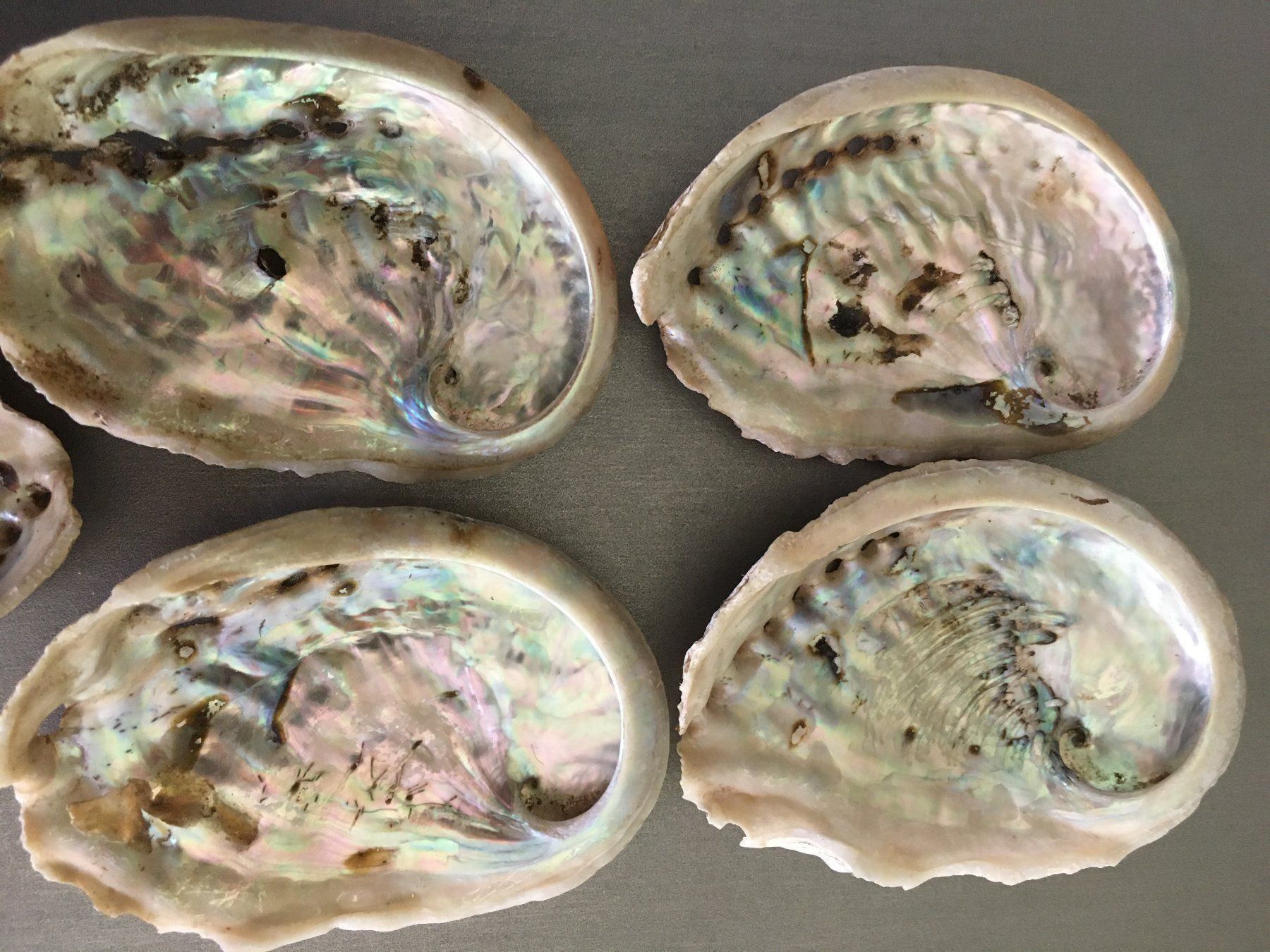 Fossili: Lot Muscheln Abalone/Set mit 5 Stück – Nuovo e nell'imballaggio originale da Volketswil venduto da rubin74 1