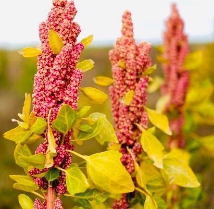 Piante & sementi: 100 SAMEN GRAINES SEMI SEEDS Quinoa – Nuovo e nell'imballaggio originale da Rovio venduto da POSITIFFARTandPLANTS 5
