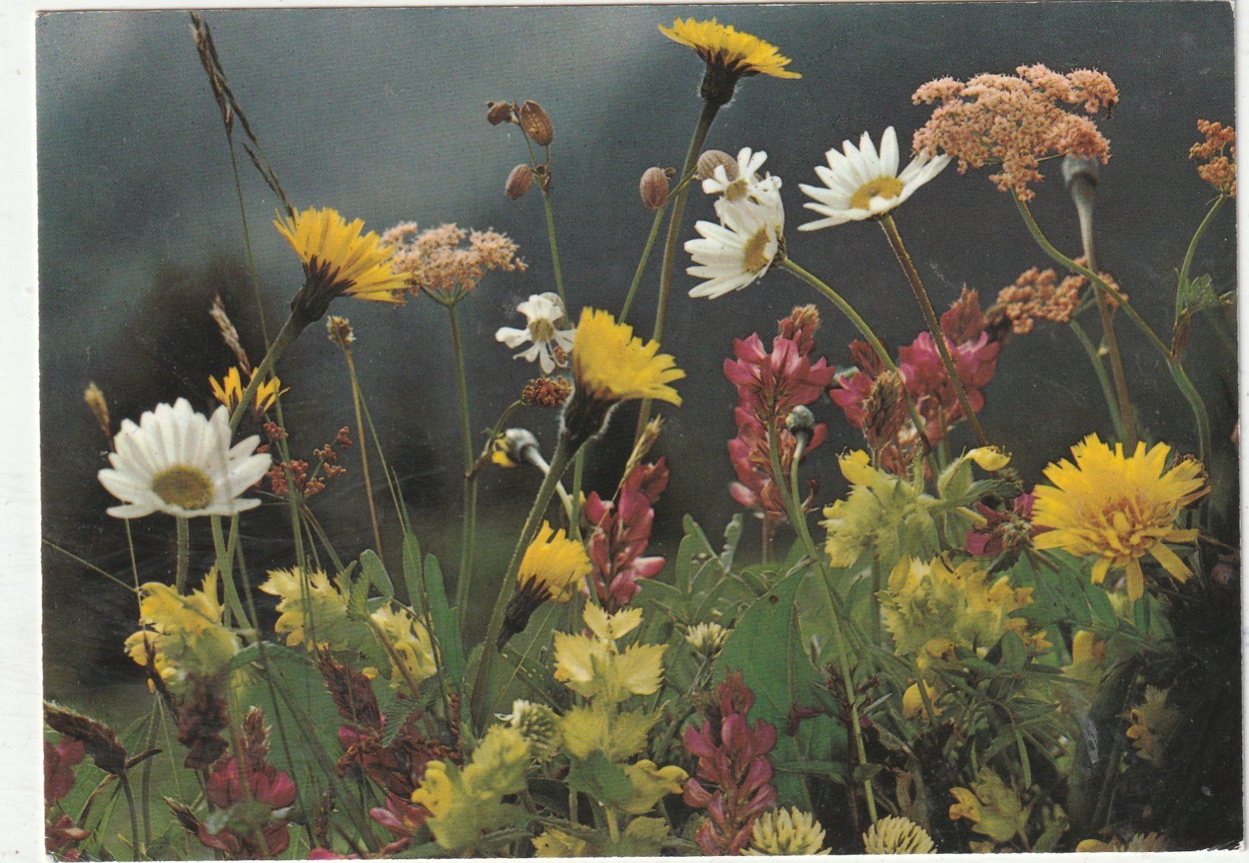 Ansichtskarten: 10  SchöneBlumenkarten – Gebraucht aus Lumbrein von made02 9