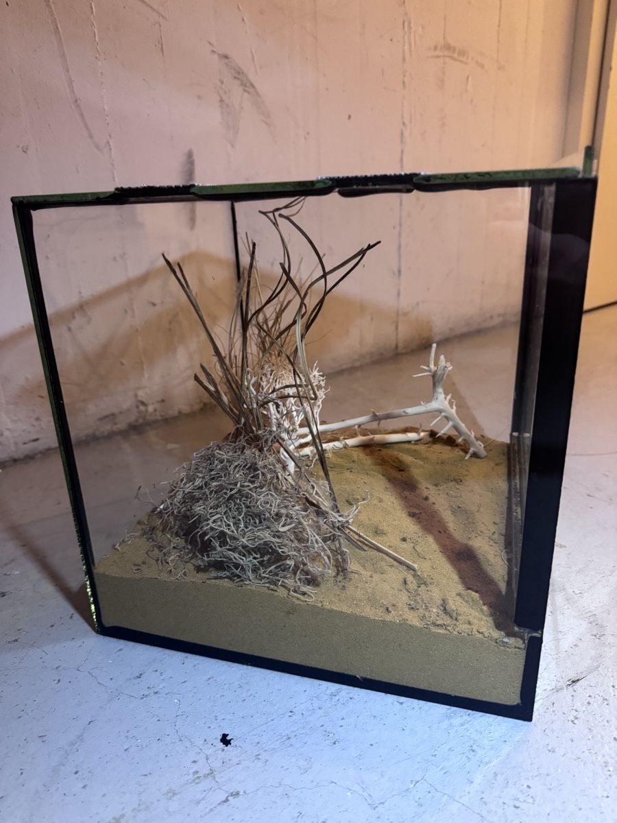 Terrario: Terrarium – Usato da Langnau am Albis venduto da ale_sc2y 1