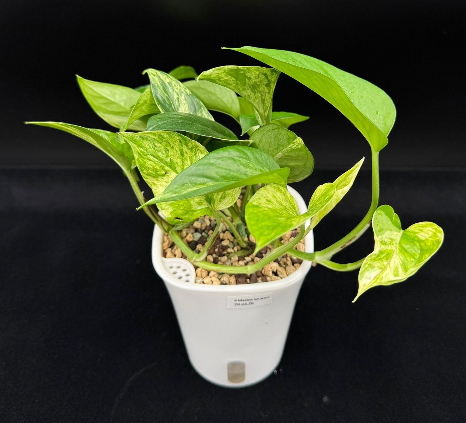 Plantes & graines: Epipremnum aureum 'Marble Queen' in Semihydro – Neuf (Voir description) à Bühler par googelibear 1