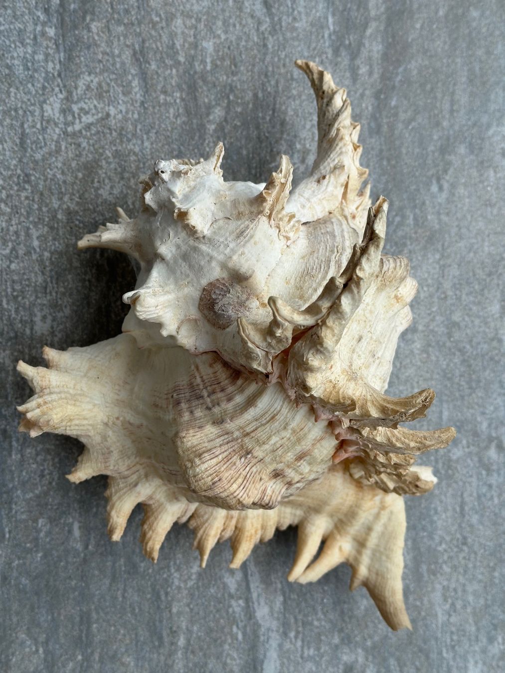 Fossili: Muschel gross – Usato da Obstalden venduto da Porco13
