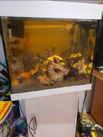 Aquarium mit Unterschrank und Zebra Buntbarschen, gebraucht