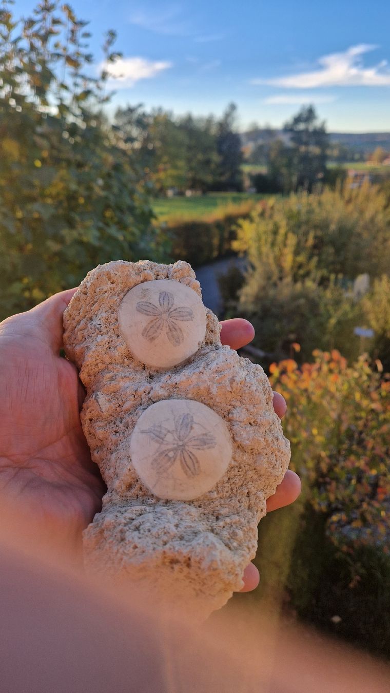 Fossilien: Schöner fossiler Seeigel  – Gebraucht aus Niederhasli von rehauge01 2