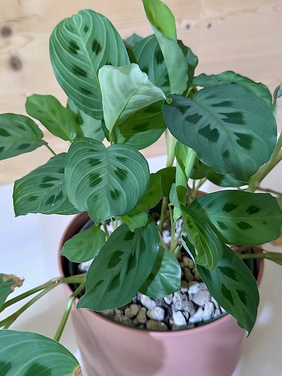 Pflanzen & Samen: Pflanze Maranta Light Veins – Gebraucht aus Sevelen von AS.Plants 1