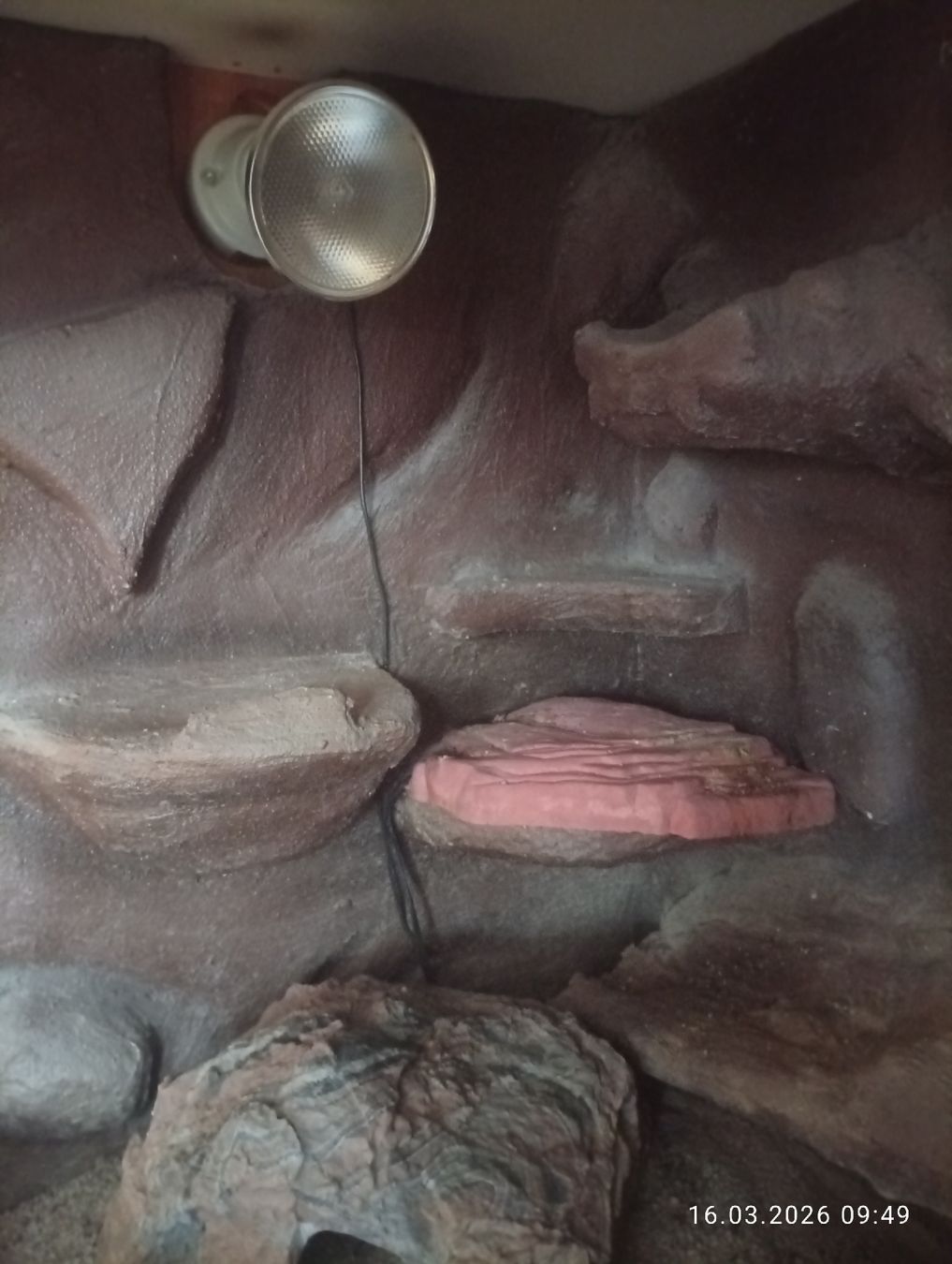 Terrario: Terrarium – Usato da Aarwangen venduto da GiLANi 3