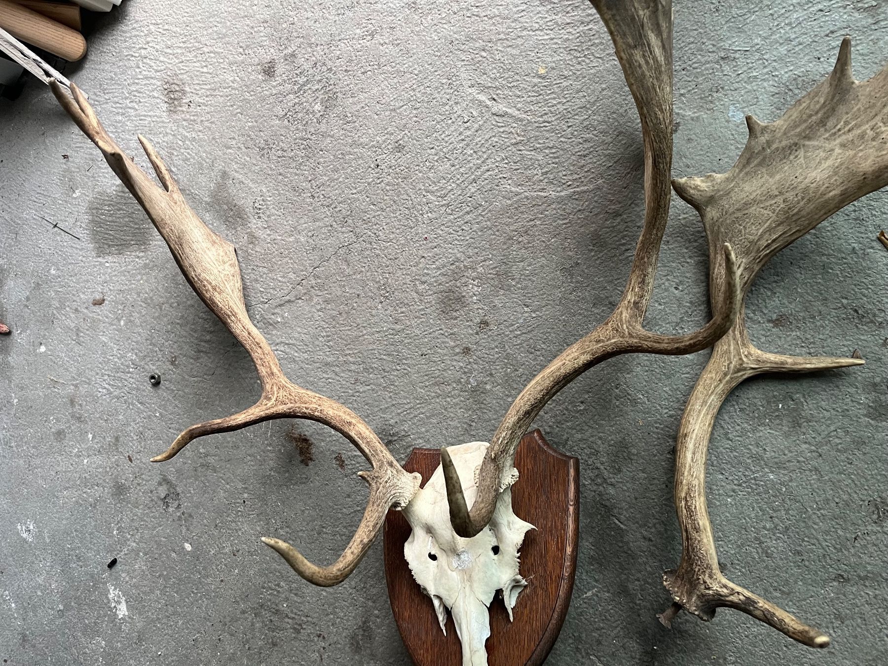 Autres collections & raretés: Hirschgeweih mit Schädel  Dammhirsch – D'occasion à Schönenberg ZH par ING8