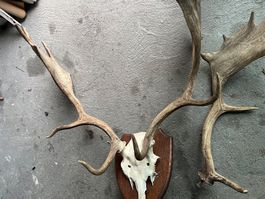 Hirschgeweih mit Schädel  Dammhirsch