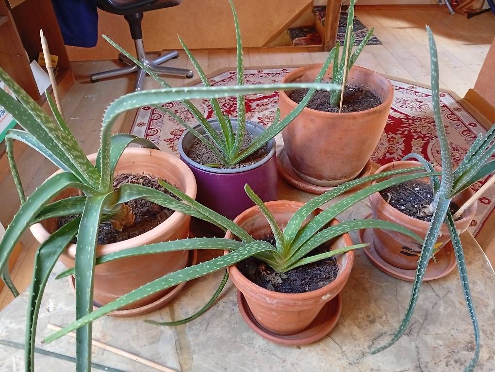 Piante & sementi: Bio Aloe Vera – Nuovo (secondo la descrizione) da Prez-vers-Noréaz venduto da ben_gjn8