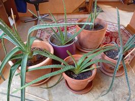 Bio Aloe Vera