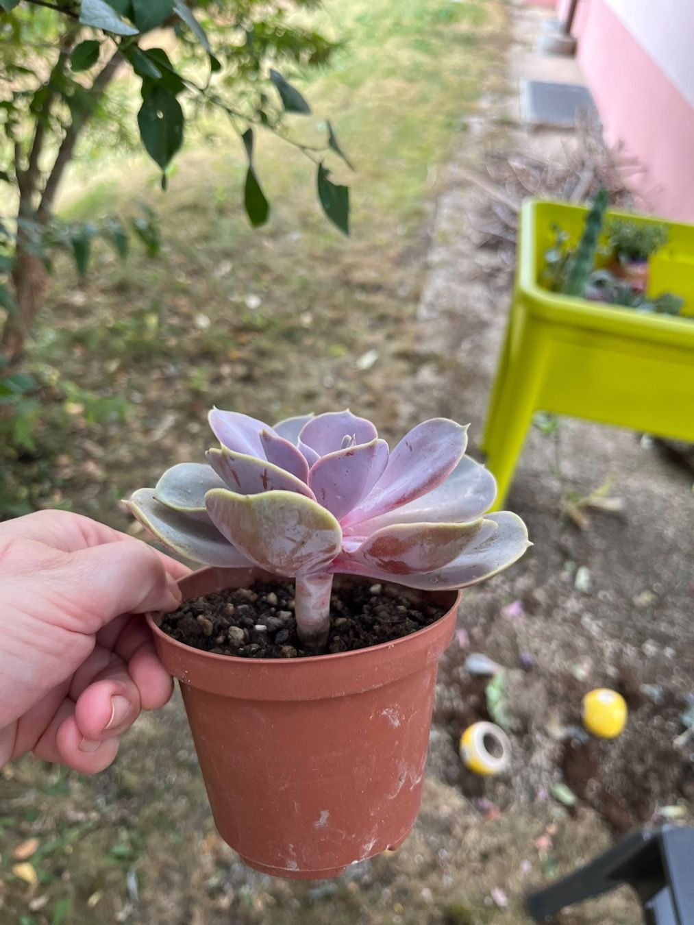 Pflanzen & Samen: Magnifique echeveria colorée – Gebraucht aus Porrentruy von Madamebovary 2